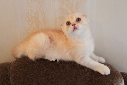 Téma megtekintése - macska tenyészt skót és a brit törpe - Donetsk fórum gondoskodó szülők