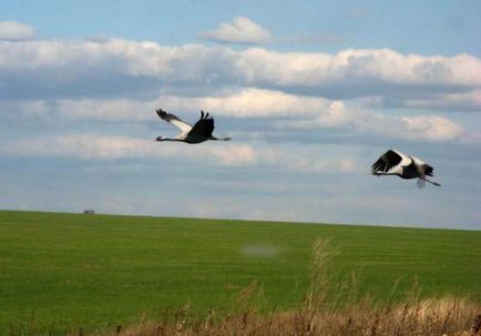 Bird червена книга - момин жерав интересни факти, снимки и картини, съобщение, в която живее, и