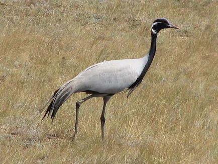 Bird piros könyv - pártásdaru érdekes tények, fotók és képek, üzenet, hol lakik, és