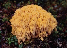 Ramaria galbenă (ramaria flava)