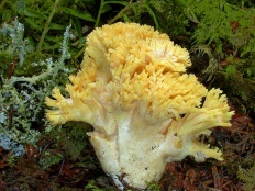 Ramaria galbenă (ramaria flava)