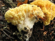 Ramaria galbenă (ramaria flava)