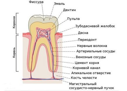 Розташування зубів за номерами у дорослих - все схеми нумерації!