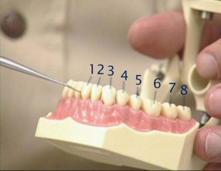 Localizarea dinților după numere la adulți - toate schemele de numerotare!