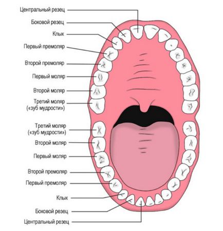 Розташування зубів за номерами у дорослих - все схеми нумерації!