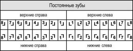 Розташування зубів за номерами у дорослих - все схеми нумерації!