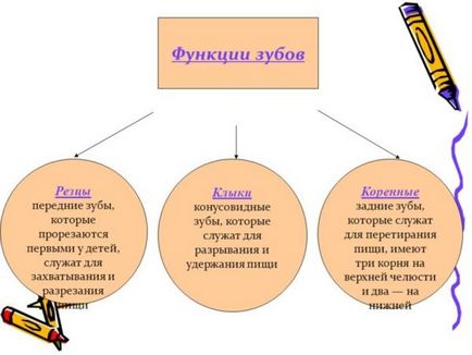 Розташування зубів за номерами у дорослих - все схеми нумерації!