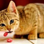 A diéta egy cica egy 1, 2, 3 hónap, 4, 5, 6 hónapos, és nem csak a menü és a napi étrendben,