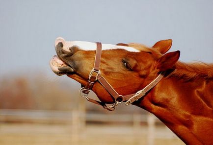 Розбираємо, які звуки видають коні голосом і копитами при різних типах бігу