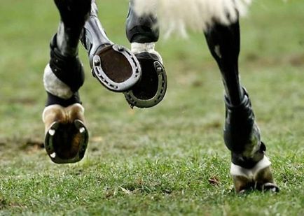 Розбираємо, які звуки видають коні голосом і копитами при різних типах бігу