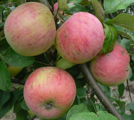 Розбираємося в сортах яблук зимові, літні та осінні