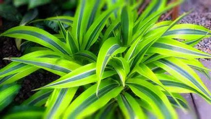 Noi propagam dracaena parfumat, camera, gradina ta - clubul gradinarilor