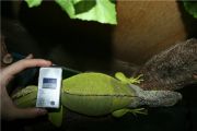 Reproducerea iguanei, comunitatea internațională de legume