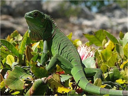 Reproducerea iguanelor, o lume uimitoare a animalelor