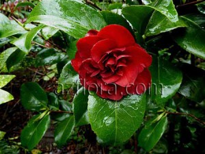 Camellia Reproducere