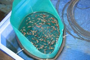 Розмноження рибок в акваріумі для початківців