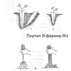 Reproducerea trandafirilor prin altoire