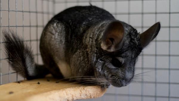 Chinchilla de reproducție ca o afacere