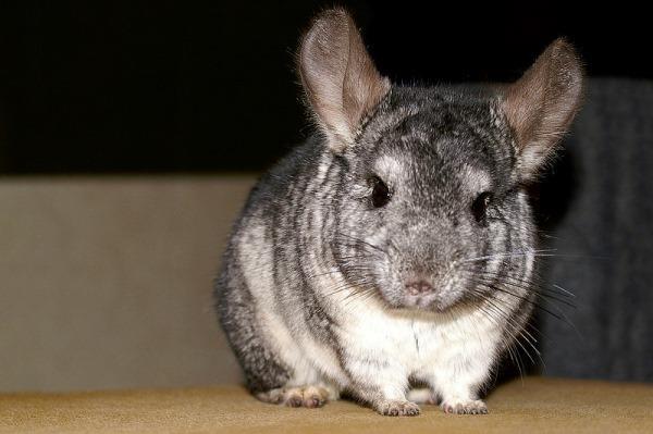 Chinchilla de reproducție ca o afacere