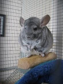 Chinchilla de reproducție ca o afacere