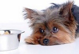 Evaluarea alimentelor pentru câini uscați