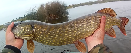 Fishing in May (halászati és horgász termék) Horgászat május