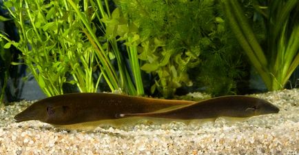 Hal kés akváriumi fajok, tartási, takarmányozási