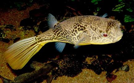 Fish-dog sau skalozub (takifugu rubripes)