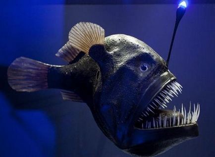 Fish angler - o creație izbitoare a naturii