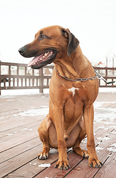 Ridgeback Garfield Micahala Trujina - orașul Zooinform