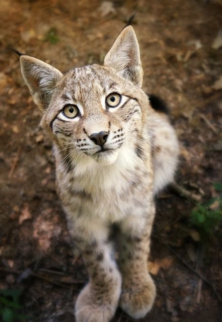 Рись євразійська або звичайна (lynx lynx) - магія шувані