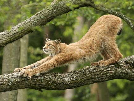 Lynx Eurasian sau obișnuit (lynx lynx) - magia shuvani