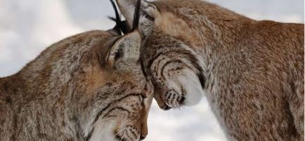 Lynx Eurasian sau obișnuit (lynx lynx) - magia shuvani