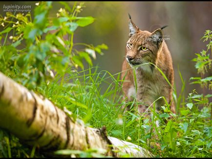 Рись євразійська або звичайна (lynx lynx) - магія шувані