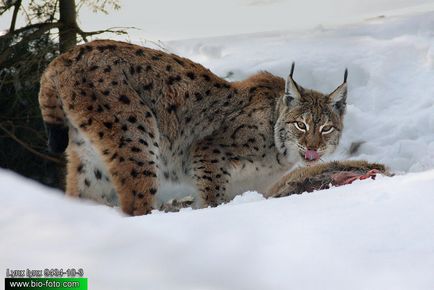 Lynx Eurasian sau obișnuit (lynx lynx) - magia shuvani