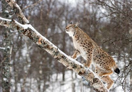 Lynx Eurasian sau obișnuit (lynx lynx) - magia shuvani