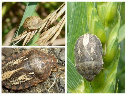 Grădină bug - fotografie, descriere, ceea ce mănâncă, dăunează și beneficiază