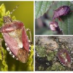 Grădină bug - fotografie, descriere, ceea ce mănâncă, dăunează și beneficiază