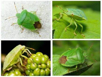 Grădină bug - fotografie, descriere, ceea ce mănâncă, dăunează și beneficiază