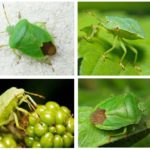 Grădină bug - fotografie, descriere, ceea ce mănâncă, dăunează și beneficiază