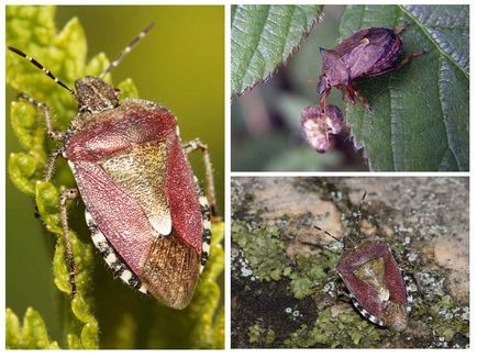 Grădină bug - fotografie, descriere, ceea ce mănâncă, dăunează și beneficiază