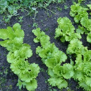 Салат посівної - корисні властивості і застосування в кулінарії, рецепт здоров'я