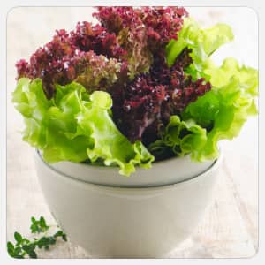 Salata de semințe - proprietăți utile și aplicații în gătit, o rețetă pentru sănătate