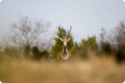 Найшвидші сухопутні тварини