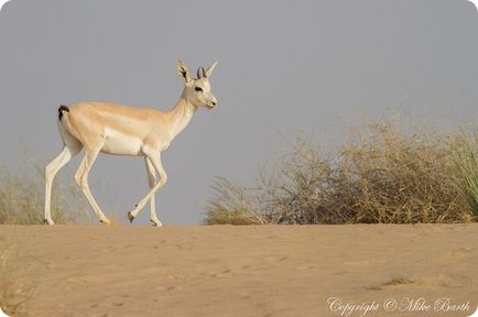 Cele mai rapide animale terestre