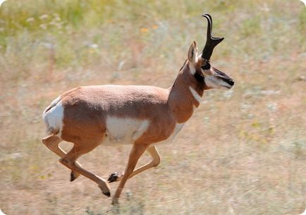 Cele mai rapide animale terestre