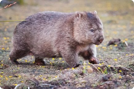 Cele mai rapide animale terestre