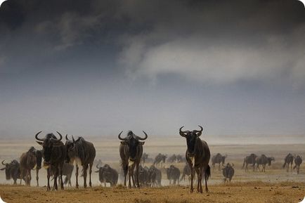 Cele mai rapide animale terestre