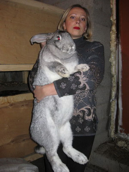 Найбільші і масивні кролики породи фландр