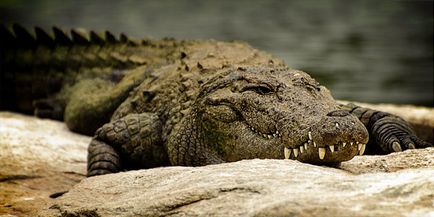 Cei mai mari crocodili din lume